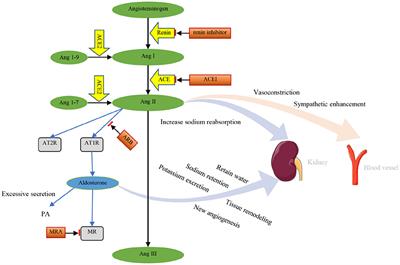 The Interplay Between the Renin-Angiotensin-Aldosterone System and Parathyroid Hormone